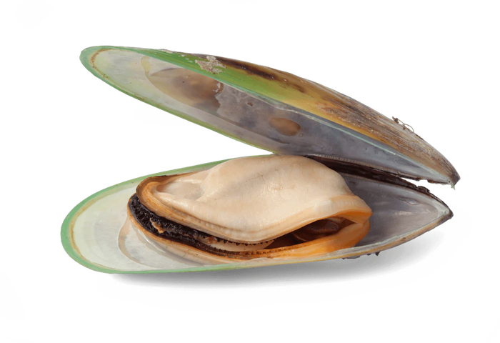 Žalialūpės midijos
