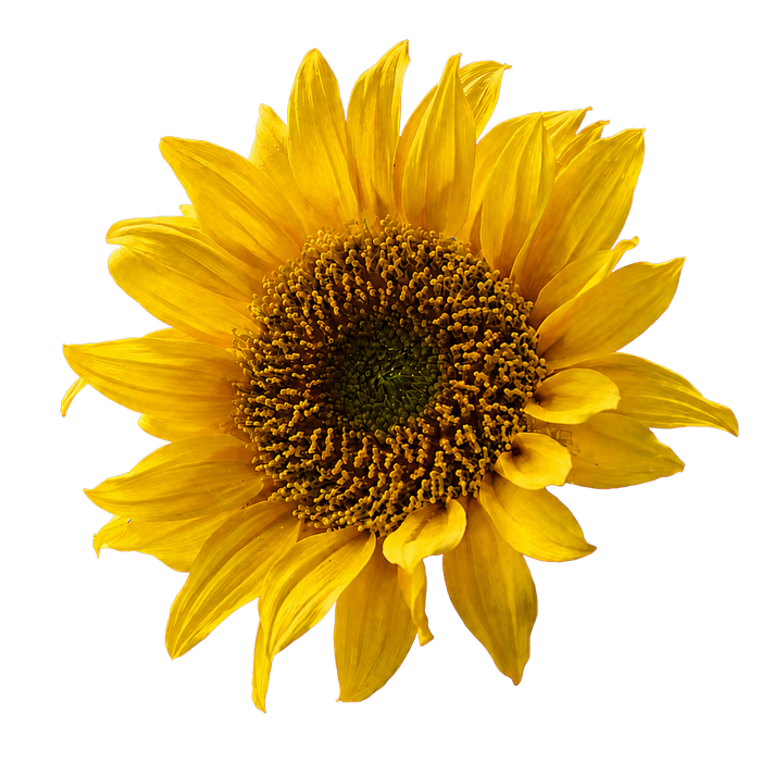 Vitaminas E